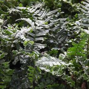 Crested Male Fern Plants (Dryopteris filix mas Crispa Cristata) 1